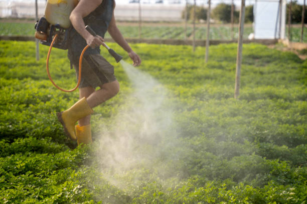 Insect Control in Sunrise, FL